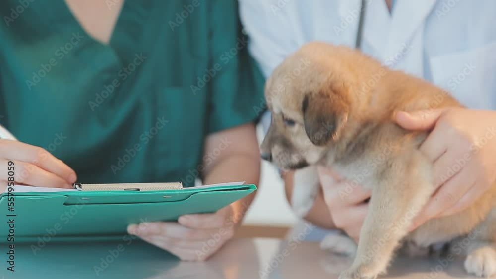 Checking the breath. Male veterinarian in work uniform listening to the breath of a small dog with a phonendoscope in veterinary clinic. Pet care concept Checking the breath. Male veterinarian in work uniform listening to the breath of a small dog with a phonendoscope in veterinary clinic. Pet care concept