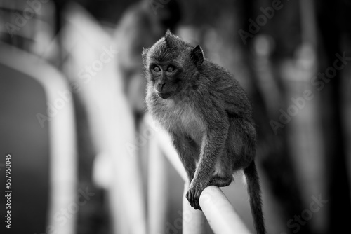 monkey on a fence photo