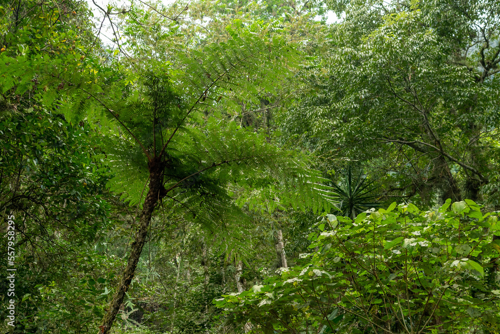 Naklejka premium Helecho arborescente en bosque de niebla