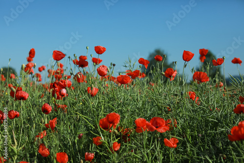 poppies in the field, flower meadow