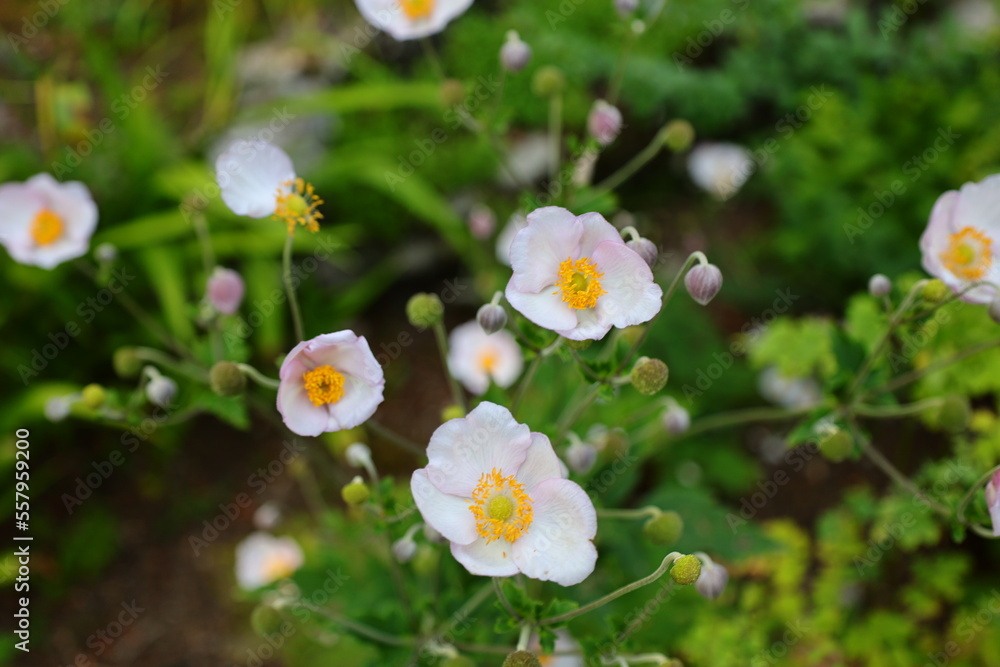 The Jaÿsinia is a botanical garden specializing in alpine flowers, located in Samoëns, Haute-Savoie The Jaÿsinia is a botanical garden specializing in alpine flowers, located in Samoëns, Haute-Savoie