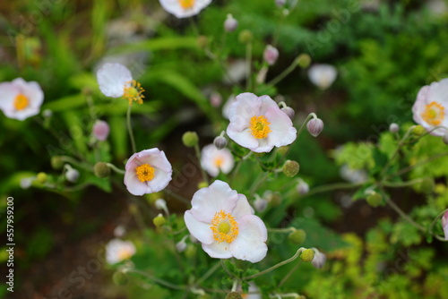 The Jaÿsinia is a botanical garden specializing in alpine flowers, located in Samoëns, Haute-Savoie