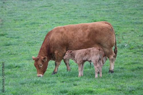 Bilde på lerret Vache limousine