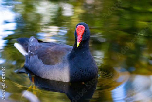 One of the australian most common water birds-Dusky Moorhen swimming in small pond in Sydney  Australia