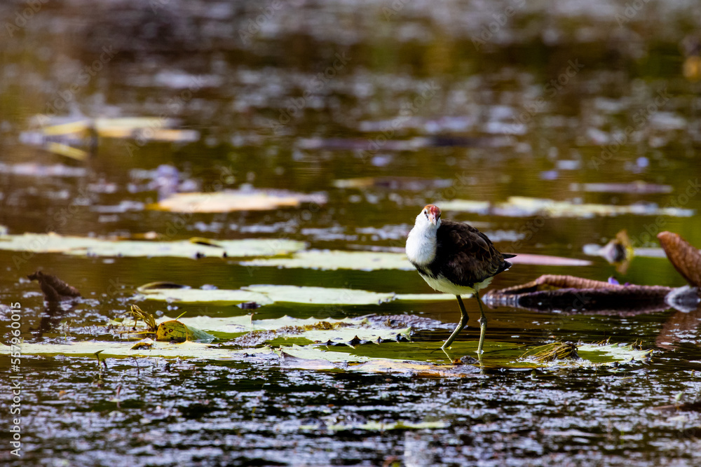 Comb-crested jacana bird walking on the leaves of aquatic plants in search of food in Queensland. Australia Comb-crested jacana bird walking on the leaves of aquatic plants in search of food in Queensland. Australia