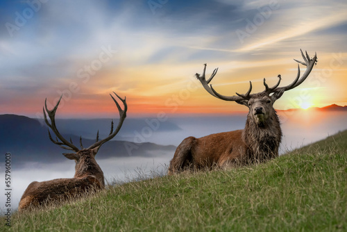 2 Hirsche im Nebel mit Sonnenuntergang  