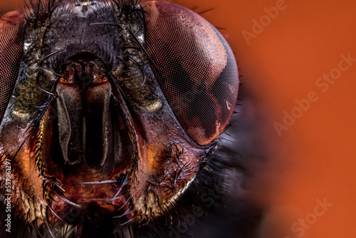 close up of a head of a fly