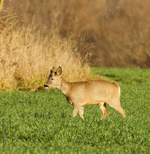 Fototapeta Naklejka Na Ścianę i Meble -  White-tailed deer on a green field