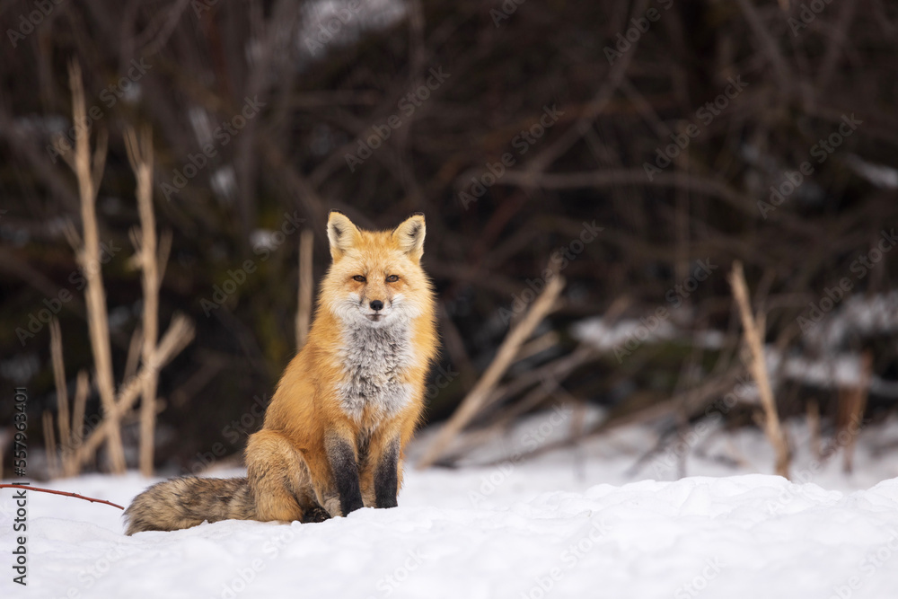 Fototapeta premium red fox sitting