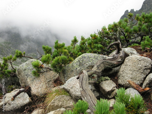 Fototapeta slovakia location in nature with grey stones and green plants in the mountains w