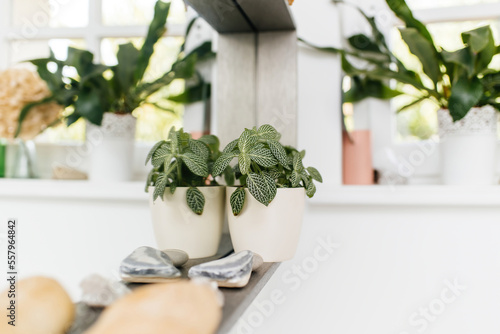 Beautiful flower reflecting in bathroom shelf mirror - defocused background