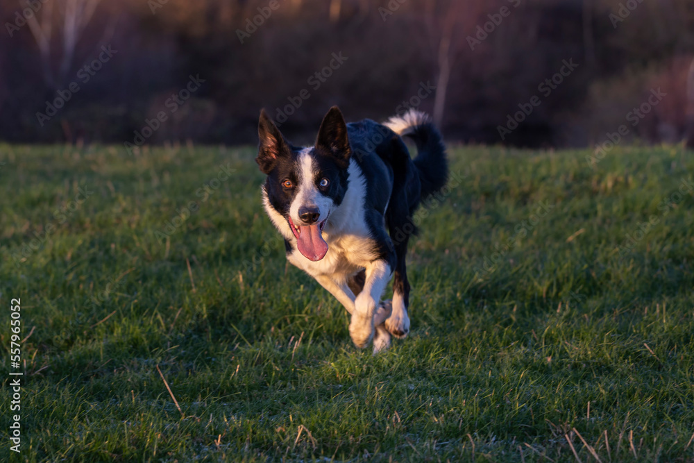 dog running in the field dog running in the field