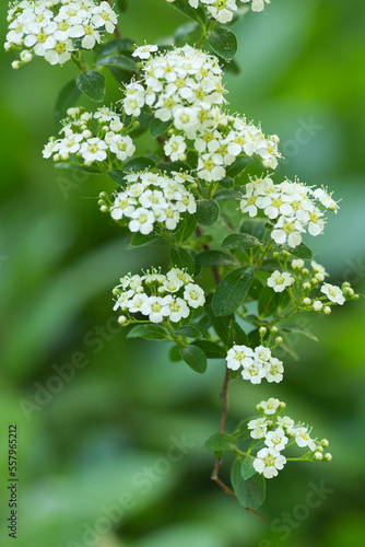 Spiraea nipponica in flower. Snow mound. Botany. Ornamental plant. Deciduous shrub.