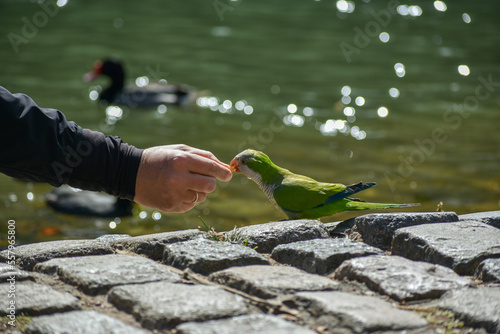 man handfeeding a monk parakeet (myiopsitta monachus), on the ground photo