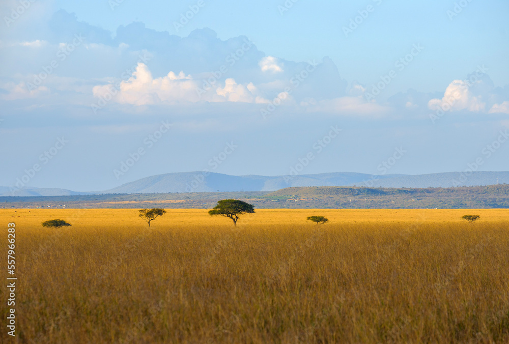 Obraz premium open savannah