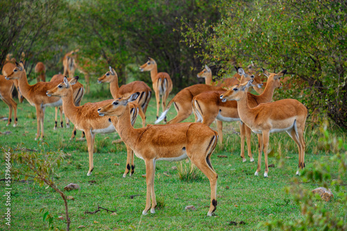 thomson gazelles photo