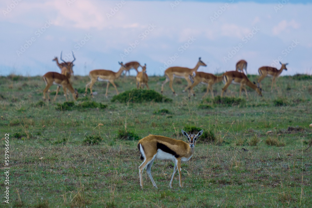 impala in the savannah impala in the savannah