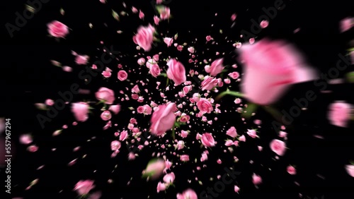 Explosion pink roses blossom and petals flying to camera with 3d rendering include alpha matte.