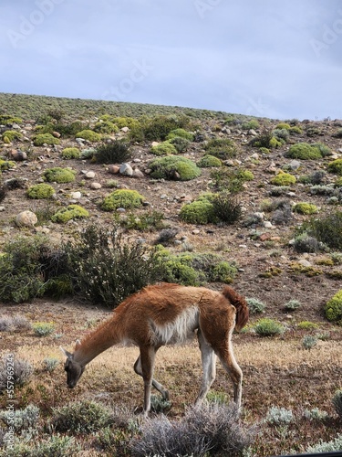 View of a guanaco in a field in Torres del Paine National Park, Chile