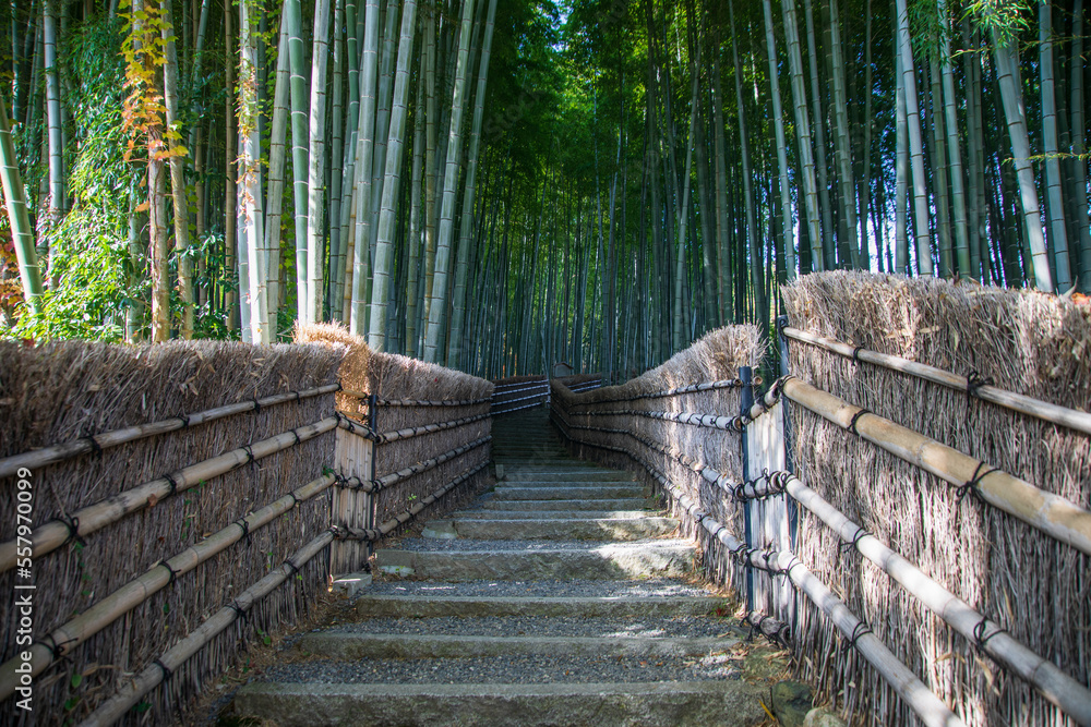 Naklejka premium Bamboo grove at Adashino Nenbutsu-ji temple, Kyoto, Japan