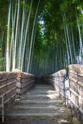 Bamboo grove at Adashino Nenbutsu-ji temple, Kyoto, Japan