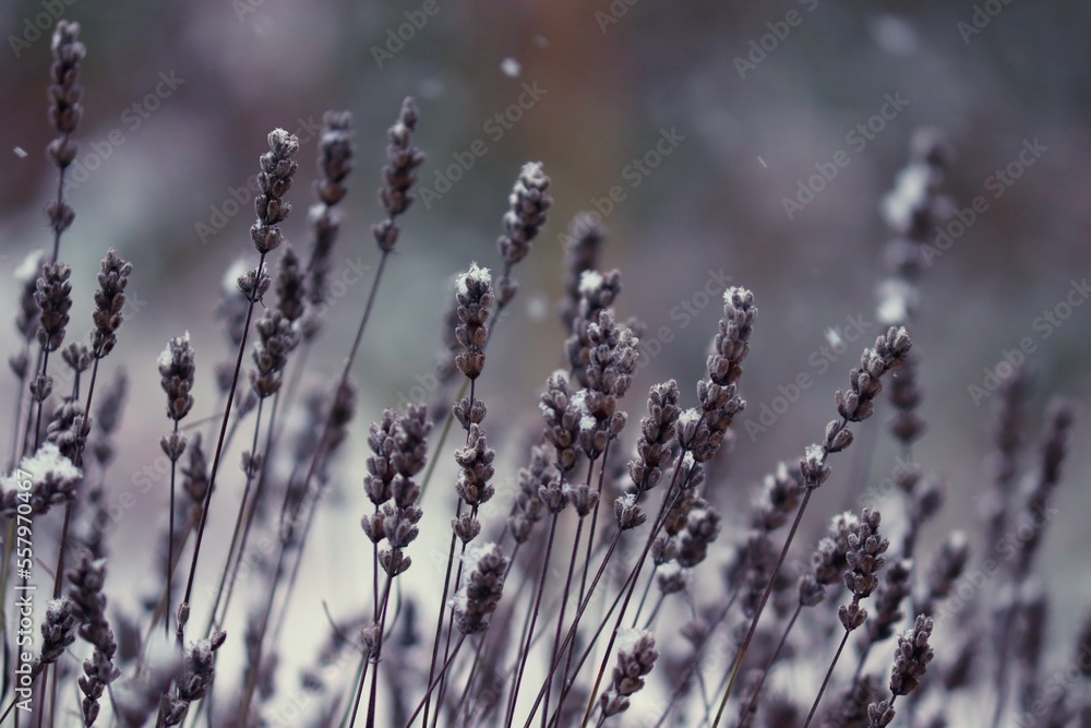 Halme vom Lavendel im Schnee