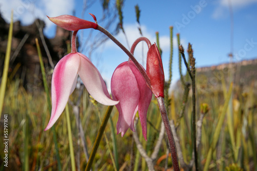 Flower of the carnivorous pitcher plant Heliamphora pulchella, Amuri Tepui, Venezuela photo