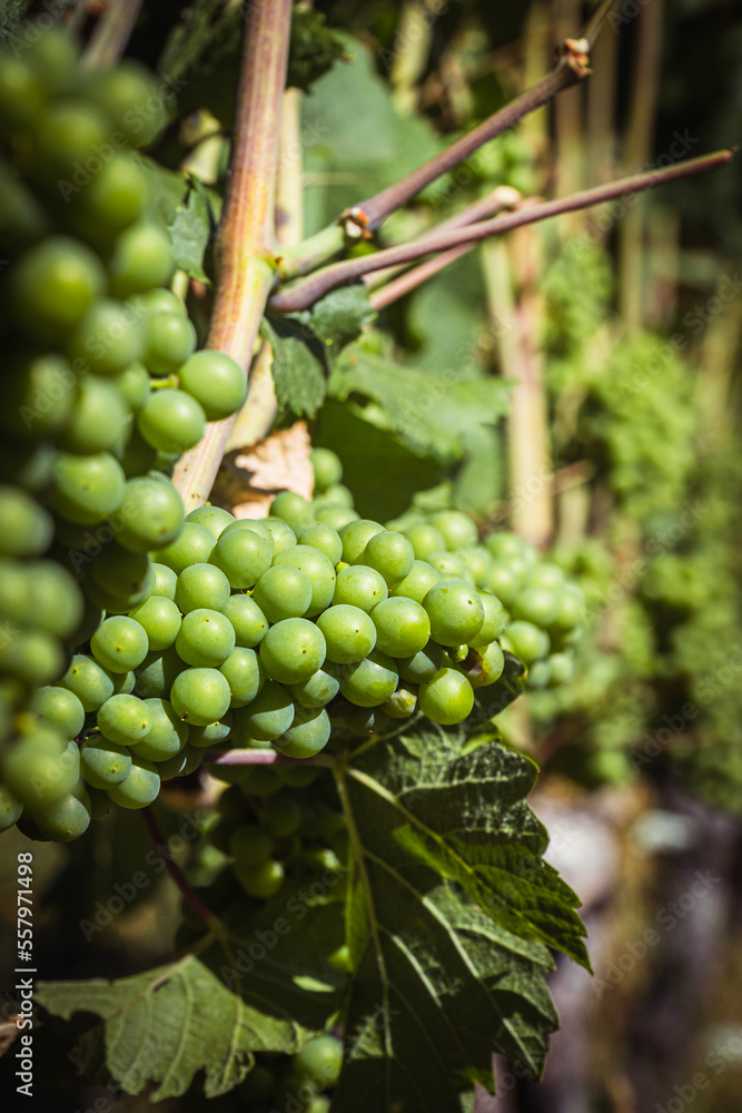 Oregon Grapevines Oregon Grapevines