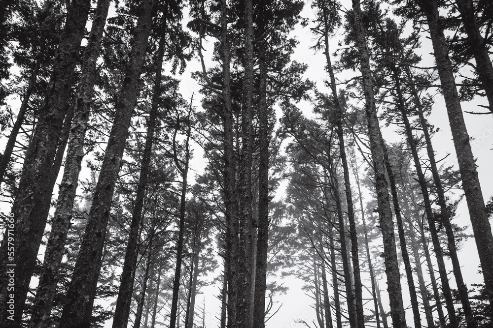 trees in the forest trees in the forest