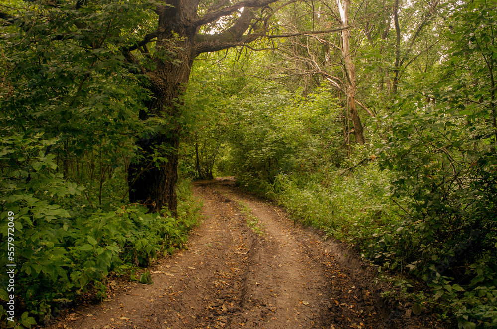 Obraz premium path in the forest