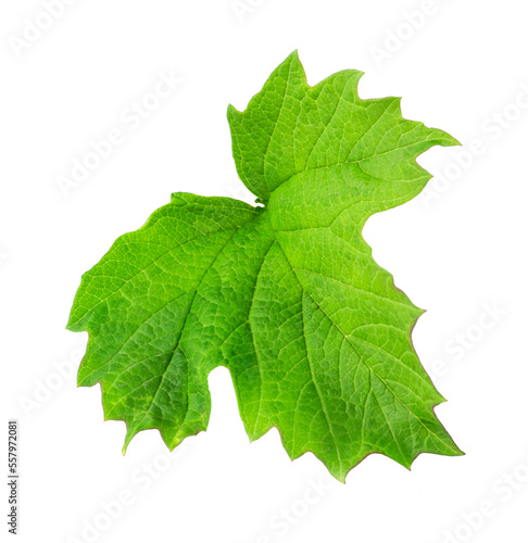 One green leaf of viburnum on a white background