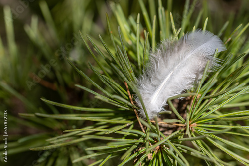 White dove feather among the green leaves on the branch of a pine tree