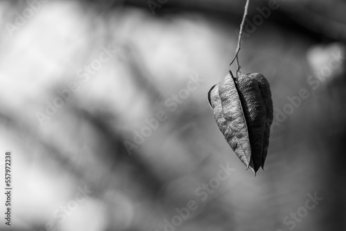 Dry capsules on the branches of a Chinese soapwort (Koelreuteria paniculata) in a garden in Granada (Spain)