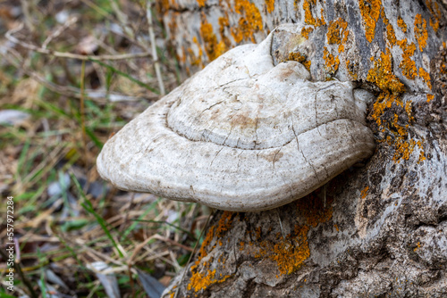 Large white mushroom of the genus Polyporus on the trunk of a fallen tree in the forest photo