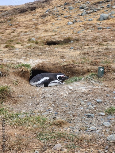 Penguins on Isla Magdalena, Chile