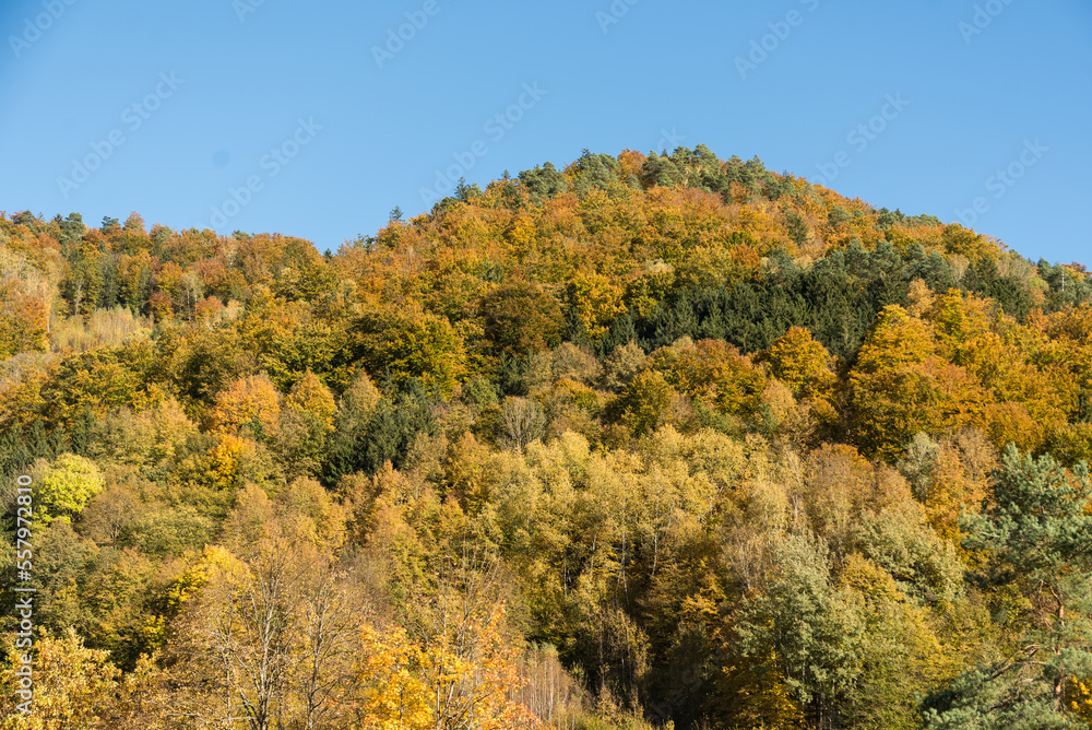 leuchtend bunter Herbstwald - Austria