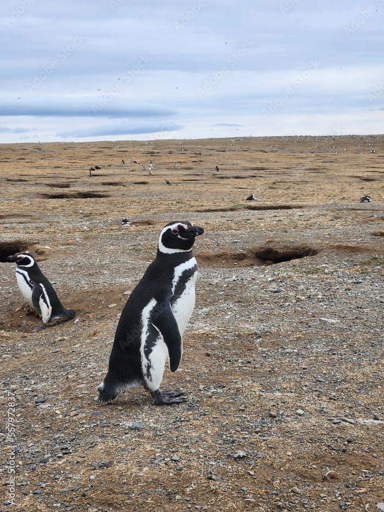 Fototapeta premium Penguins on Isla Magdalena, Chile