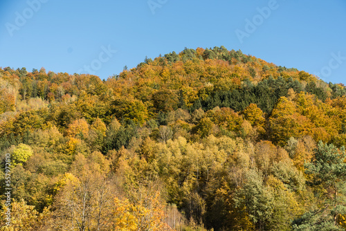 Fototapeta Naklejka Na Ścianę i Meble -  leuchtend bunter Herbstwald - Austria