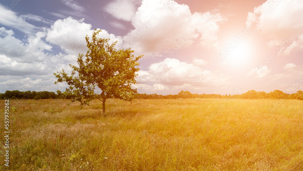 Great sunset over a field and one tree. Summer evening landscape. Beautiful nature