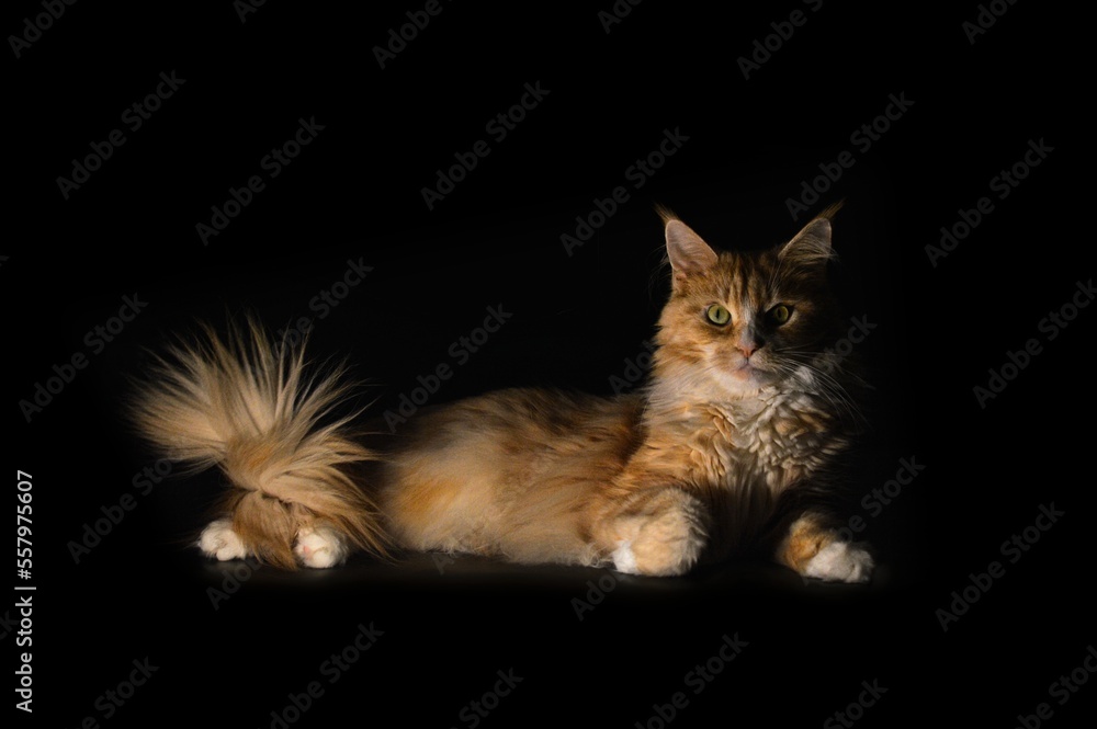 Maine coon cat on a black background, lying down