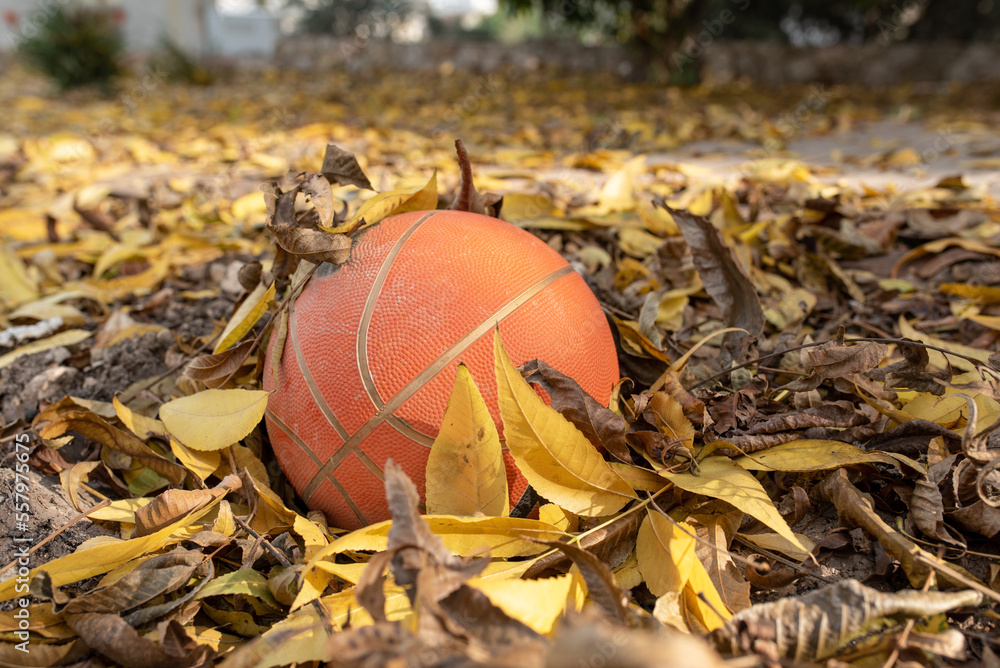 Basketball with yellow falling leaves. Orange basketball on dried leaves. Basketball with yellow falling leaves. Orange basketball on dried leaves.