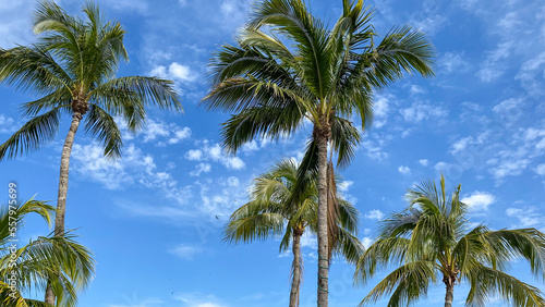 coconut trees on blue sky