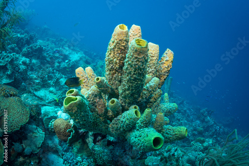 Tube Sponges photo
