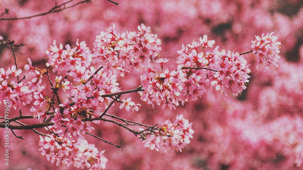 Flowers. Cheery blossom. Light and shadow. Pink background. Duke University. Spring vibes. Flowers. Cheery blossom. Light and shadow. Pink background. Duke University. Spring vibes.