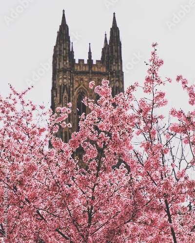 Fotografie, Tablou Chapel in the cherry blossom