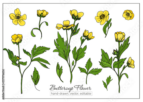 Buttercup flowers for botanic books, journals. Set of hand-drawn yellow wildflowers. photo