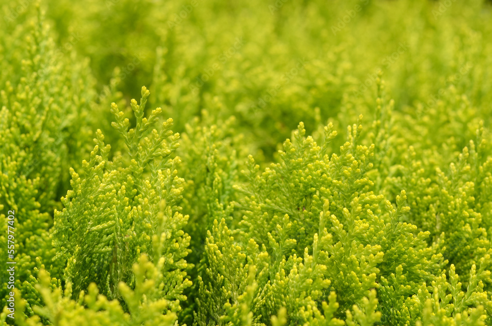 texture of coniferous cypress tree thuja. green natural background. evergreen tree texture of coniferous cypress tree thuja. green natural background. evergreen tree