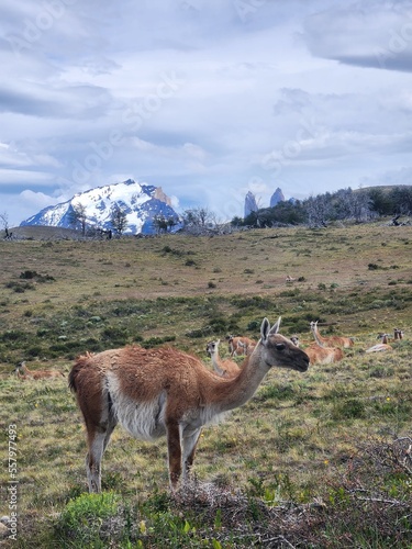 View of guanacos in a field beneath the mountains of the Torres in Torres del Paine National Park, Chile