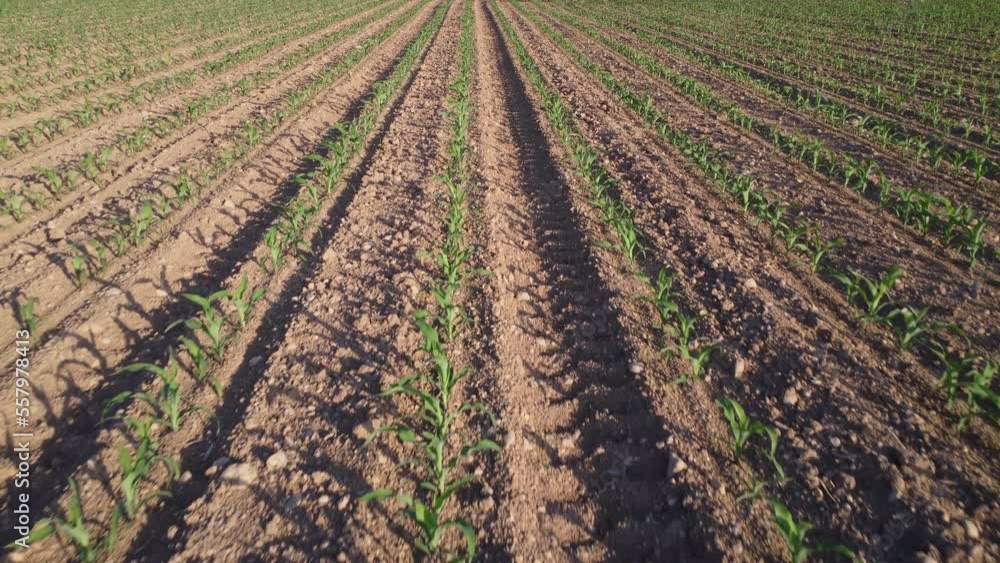 View of a cornfield. Slow moving View of a cornfield. Slow moving