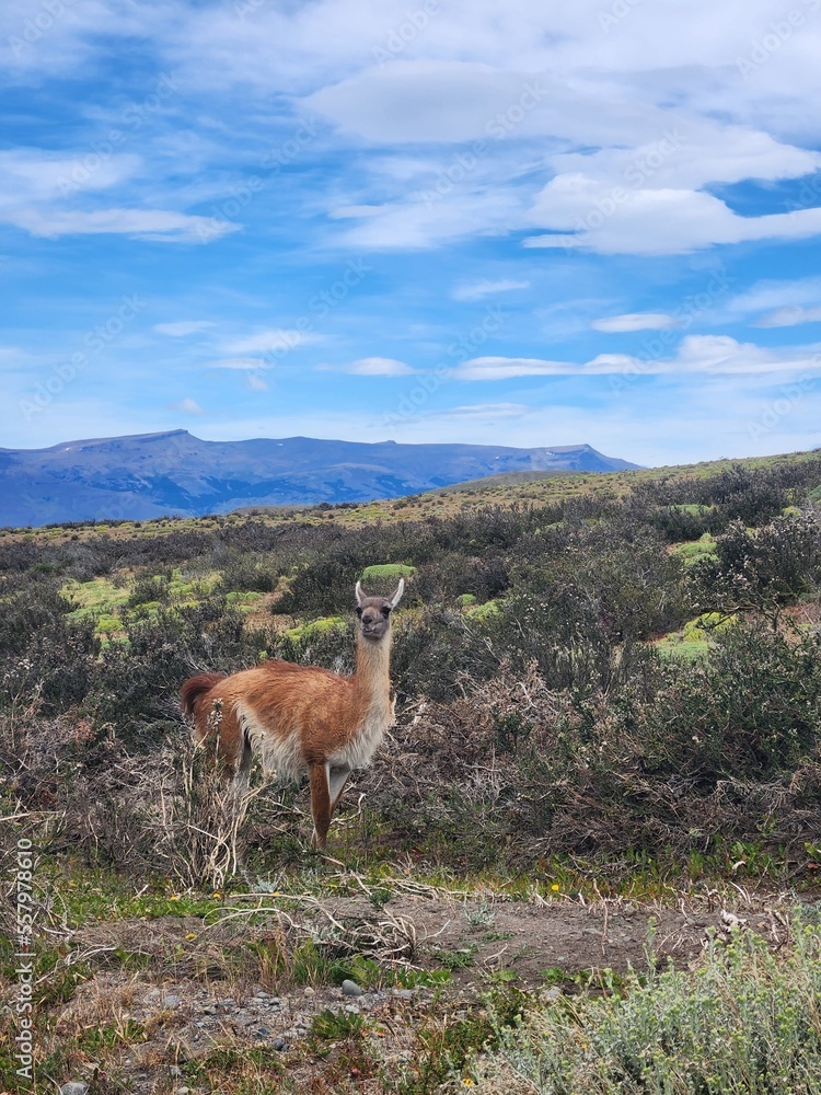 Naklejka premium View of a guanaco in a field in Torres del Paine National Park, Chile